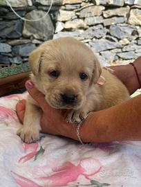 Labrador Retriever