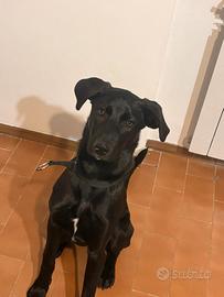 Cucciolo di Cane