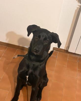 Cucciolo di Cane
