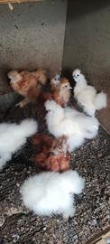 Moroseta silkie