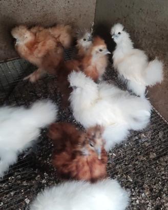 Moroseta silkie