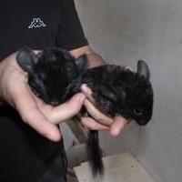 Cuccioli di cincillà