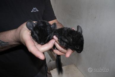 Cuccioli di cincillà