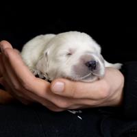 Golden Retriever con pedigree