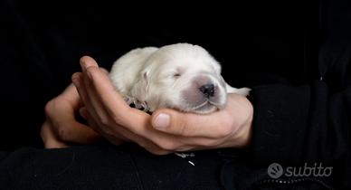 Golden Retriever con pedigree