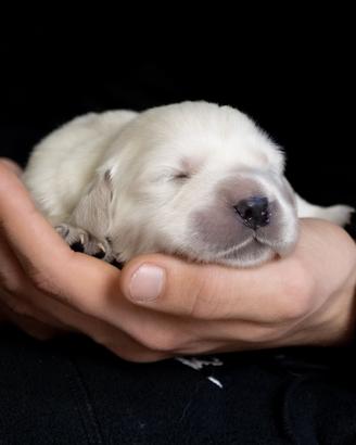 Golden Retriever con pedigree