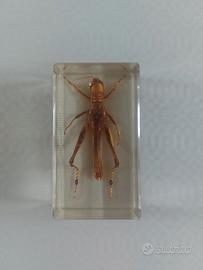 Cavalletta Bruna sotto Resina