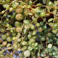 Box intero di Peperomia prostrata