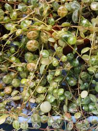 Box intero di Peperomia prostrata
