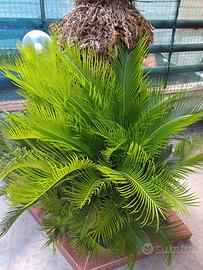 polloni di cycas revoluta figli pronti da invasare