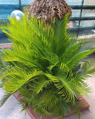 polloni di cycas revoluta figli pronti da invasare