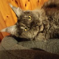 Gatta da riproduzione