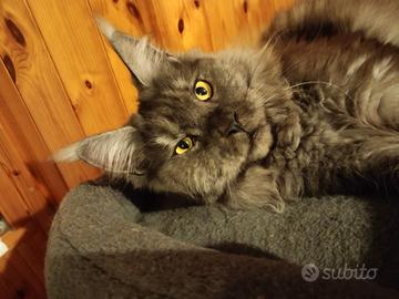 Gatta da riproduzione