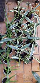 Agave Variegata tipo marginata