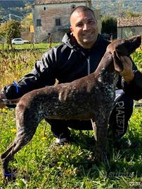 Bracco Tedesco da tartufo