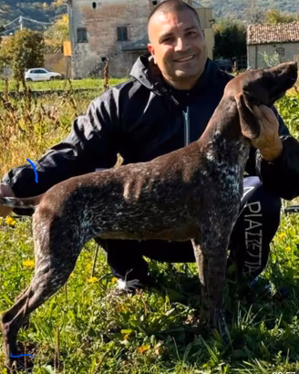 Bracco Tedesco da tartufo