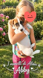 Femmina di jack russell terrier con pedigree