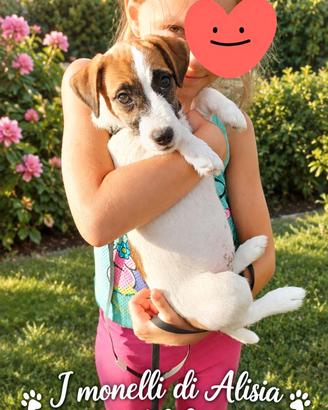 Femmina di jack russell terrier con pedigree