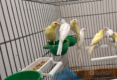 Canarini novelli gennaio/febbraio 2026