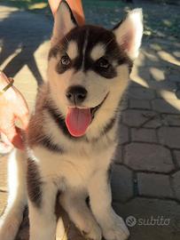 Cucciole di Husky