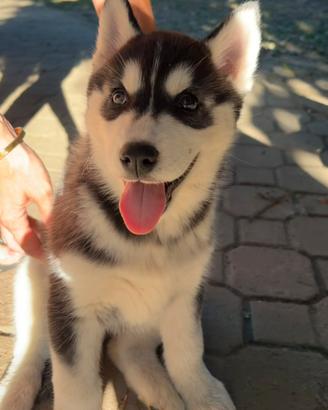 Cucciole di Husky