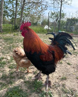 Galli