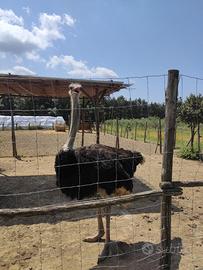 Esemplare di Struzzo Africano ( Struthio Camelus)