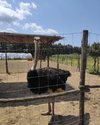 Esemplare di Struzzo Africano ( Struthio Camelus)