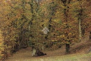 TER. AGRICOLO A LENTATE SUL SEVESO