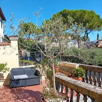 Pianta di limone ed ulivo