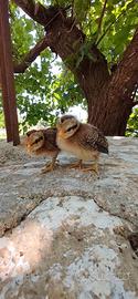 Galline ornamentali