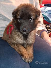 Cuccioli pastore belga