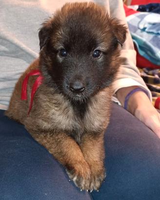 Cuccioli pastore belga