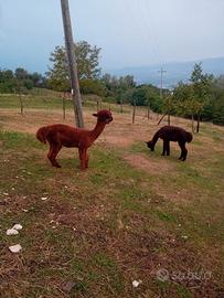 Due alpaca maschi per fattoria didattica