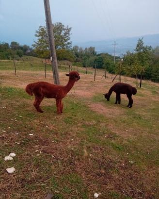 Due alpaca maschi per fattoria didattica