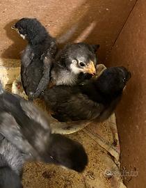 Pulcini di 14 giorni Razza Ornamentale e Ovaioli