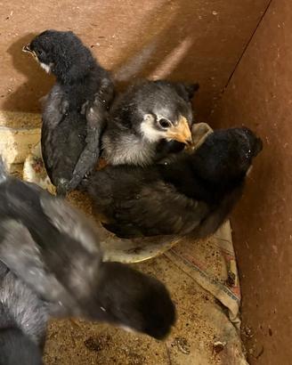 Pulcini di 14 giorni Razza Ornamentale e Ovaioli