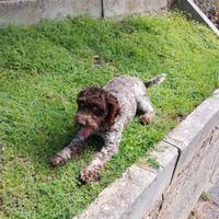 Lagotto romagnolo