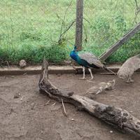 Coppia di pavoni con 4 pulcini - sani e abituati