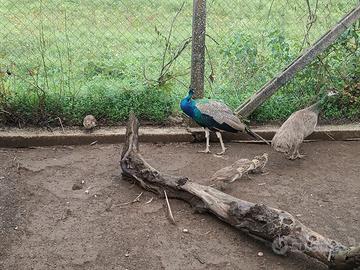 Coppia di pavoni con 4 pulcini - sani e abituati