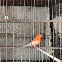 Canarini a fattore rosso