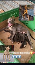 Cuccioli pitbull