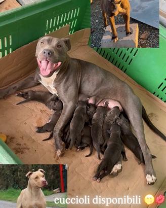 Cuccioli pitbull