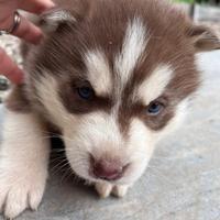 Cane Husky siberian
