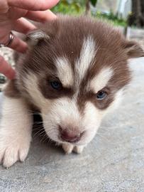 Cane Husky siberian