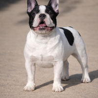 Stallone bulldog francese enci per accoppiamento