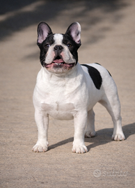 Stallone bulldog francese enci per accoppiamento