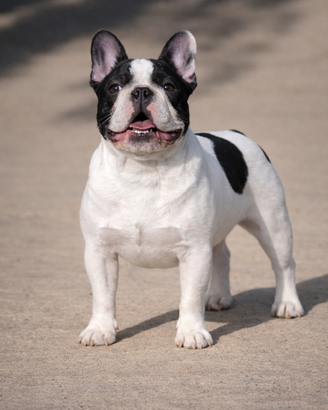 Stallone bulldog francese enci per accoppiamento