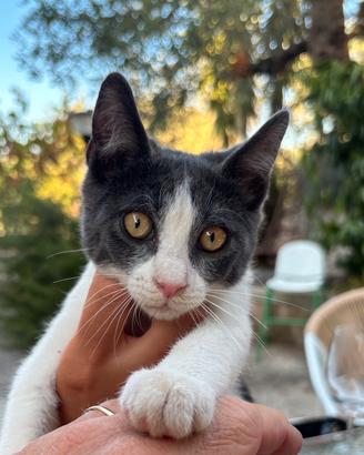 Gattino Bianco a Grigio