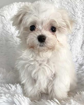 maltese cuccioli
